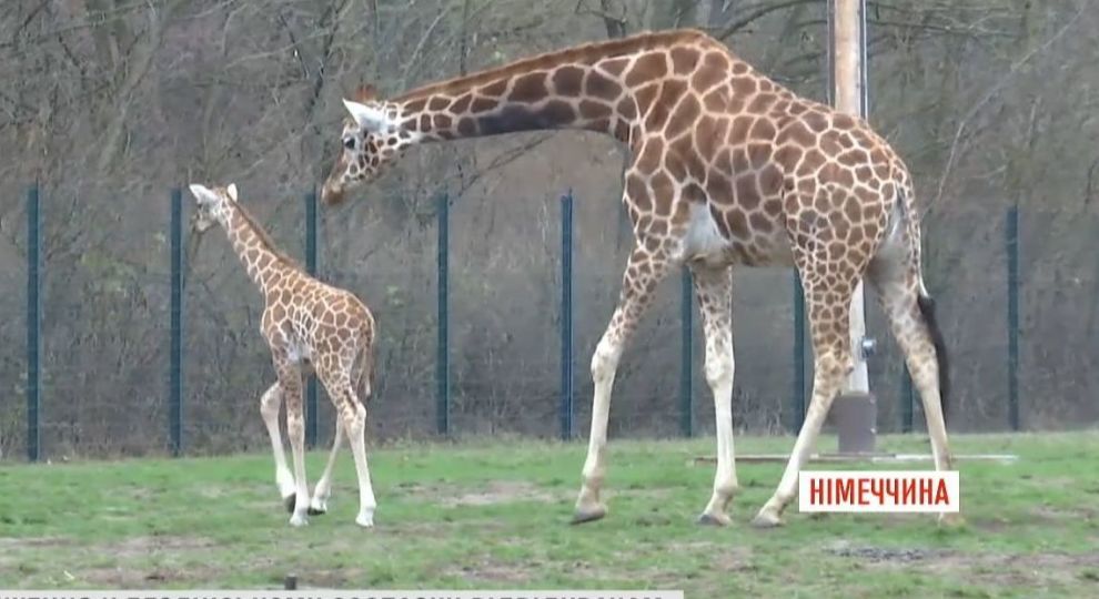 В Берлинском зоопарке показали новорожденного жирафенка 1