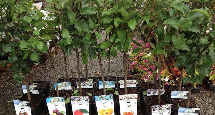 Накануне зимы в Николаеве хотят закупить саженцев деревьев на 1,5 миллиона гривен