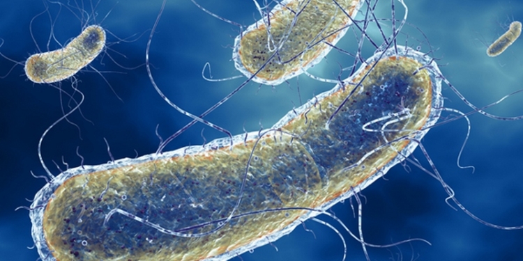 В пище, приготовленной в столовой Новоодесской ЦРБ, выявили бактерии группы кишечной палочки