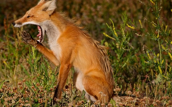 На Николаевщине началась иммунизация диких лисиц от бешенства с самолетов