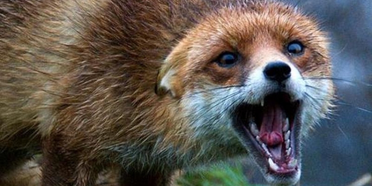 На Николаевщине с завтрашнего дня начинается вакцинация диких животных от бешенства. Люди, не трогайте приманки!