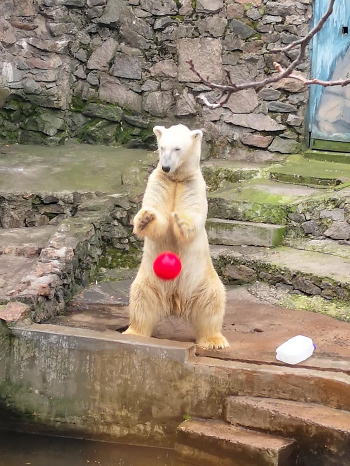 В Николаевском зоопарке отметили день рождение белого медведя Нанука 1