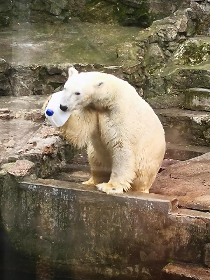 В Николаевском зоопарке отметили день рождение белого медведя Нанука 5