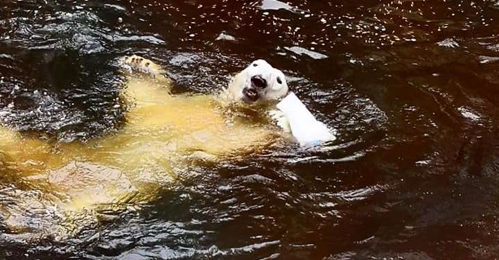 В Николаевском зоопарке отметили день рождение  белого медведя Нанука