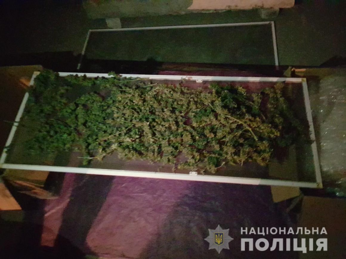В Центральном районе Николаева мужчина хранил на чердаке 7 кг конопли 1