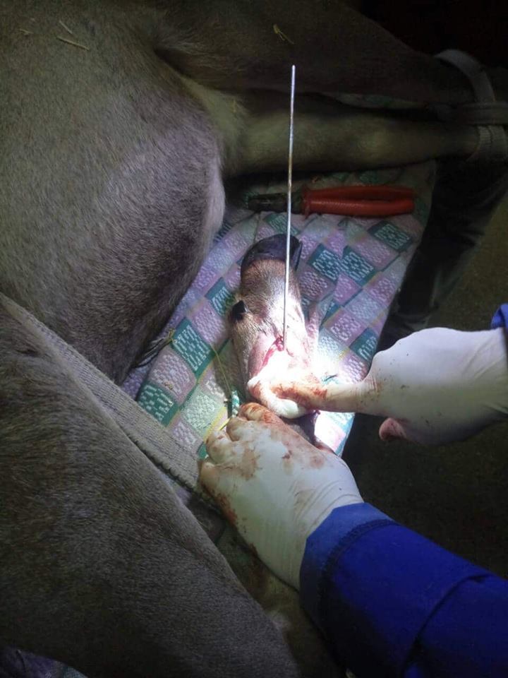 В Николаевском зоопарке сделали сложную операцию оленихе, которую сбил автомобиль на автодороге 5