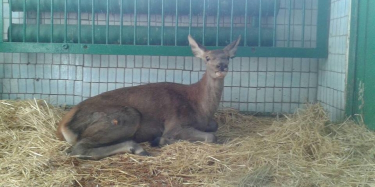 В Николаевском зоопарке сделали сложную операцию оленихе, которую сбил автомобиль на автодороге