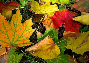 С 5 ноября в Николаеве заработала свалка опавшей листвы