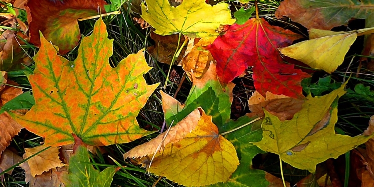 С 5 ноября в Николаеве заработала свалка опавшей листвы