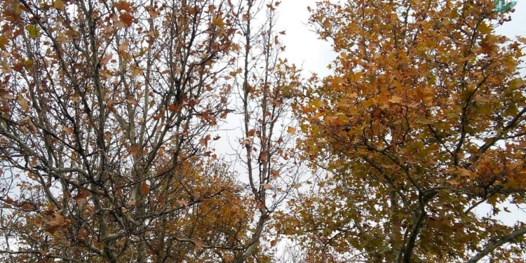 Завтра в Украине без существенных осадков, температура до +3