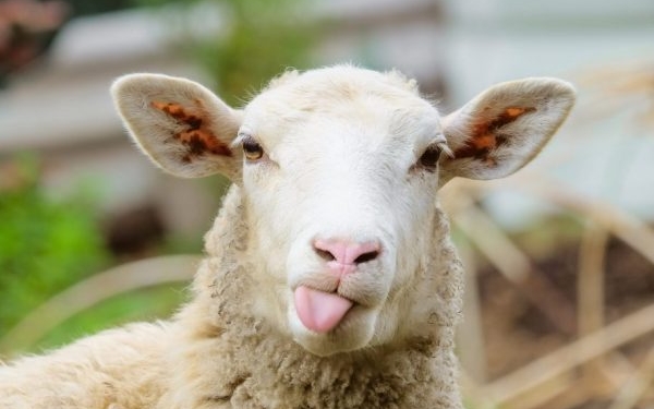 Турецкий полковник создал на Ровенщине овечью ферму