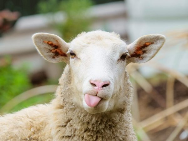 Шотландского фермера наказал суд за оплеухи овцам