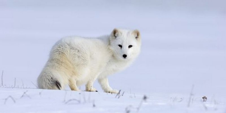 В Финляндии бьют тревогу: под угрозой исчезновения находится песец