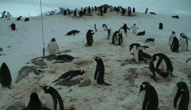 Украинские дети помогут считать пингвинов Антарктики