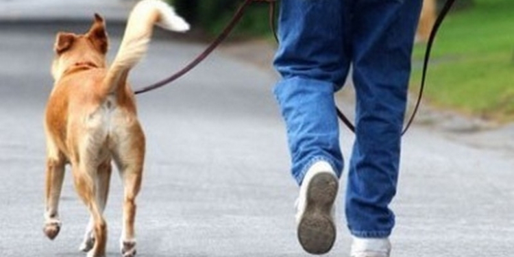 В Николаеве в ДТП погиб пешеход, переходивший улицу с собакой. Полиция ищет свидетелей