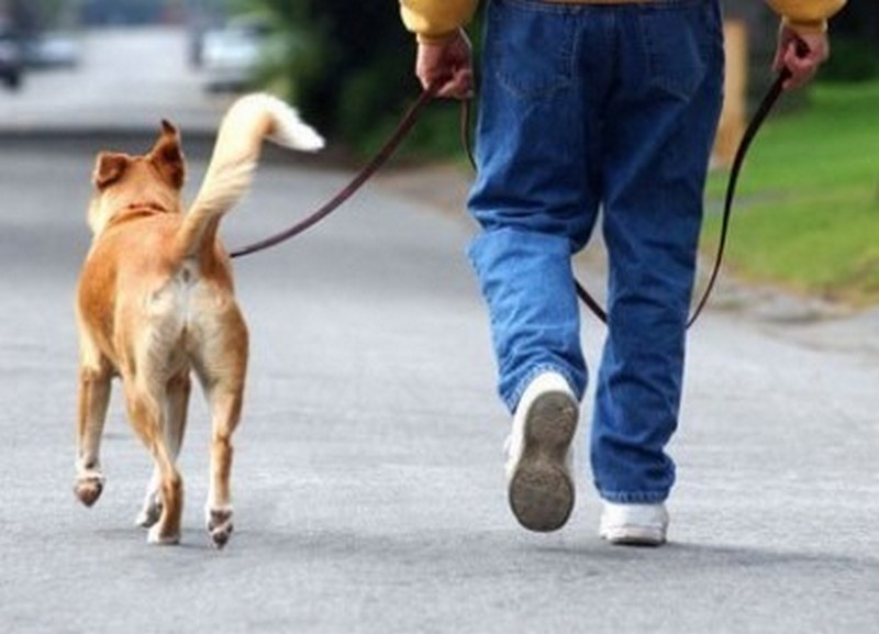Почему люди любят собак: ученые нашли генетическое объяснение 1
