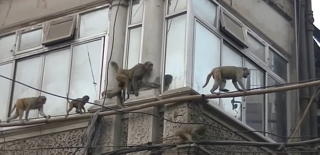 В Индии обезьяна похитила у матери младенца и убила его