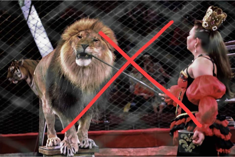 Кабмин одобрил запрет на использование животных в цирках 1