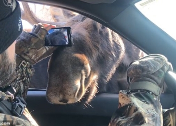 И кто здесь едет? Два лося «проверили» машину в американском штате Вайоминг