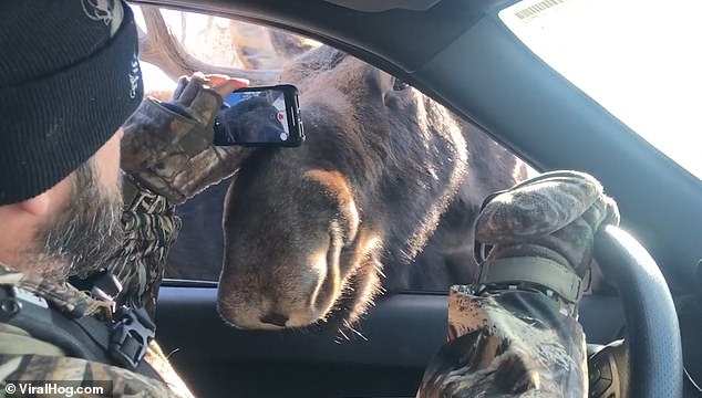 И кто здесь едет? Два лося «проверили» машину в американском штате Вайоминг