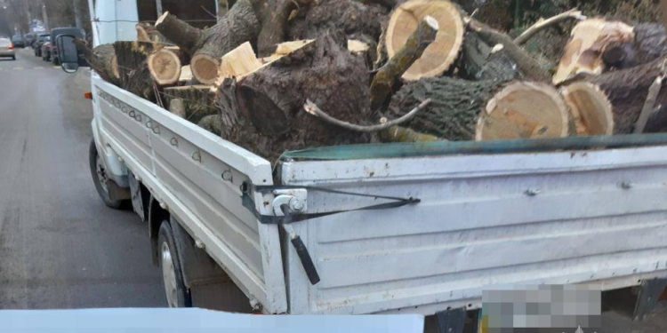 Откуда дровишки? За два дня патрульные обнаружили 3 машины, на которых везли древесину без соответствующих документов