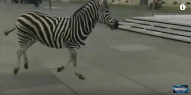 В немецком Дрездене полицейские ловили четырех зебр, сбежавших из цирка 1