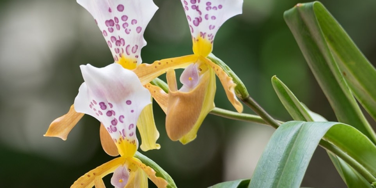 Английские ботаники обнаружили неизвестные ранее, но перспективные растения и грибы