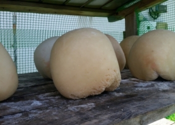 В Украине начата регистрация первого продукта с защищенным географическим указанием происхождения – гуцульской овечьей брындзи