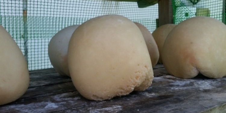 В Украине начата регистрация первого продукта с защищенным географическим указанием происхождения – гуцульской овечьей брындзи