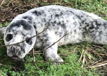 Нежданный гость: трехнедельный детеныш тюленя в поисках пищи забрался на задний двор дома одной из английских деревень