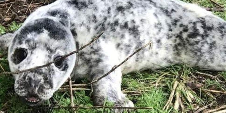 Нежданный гость: трехнедельный детеныш тюленя в поисках пищи забрался на задний двор дома одной из английских деревень