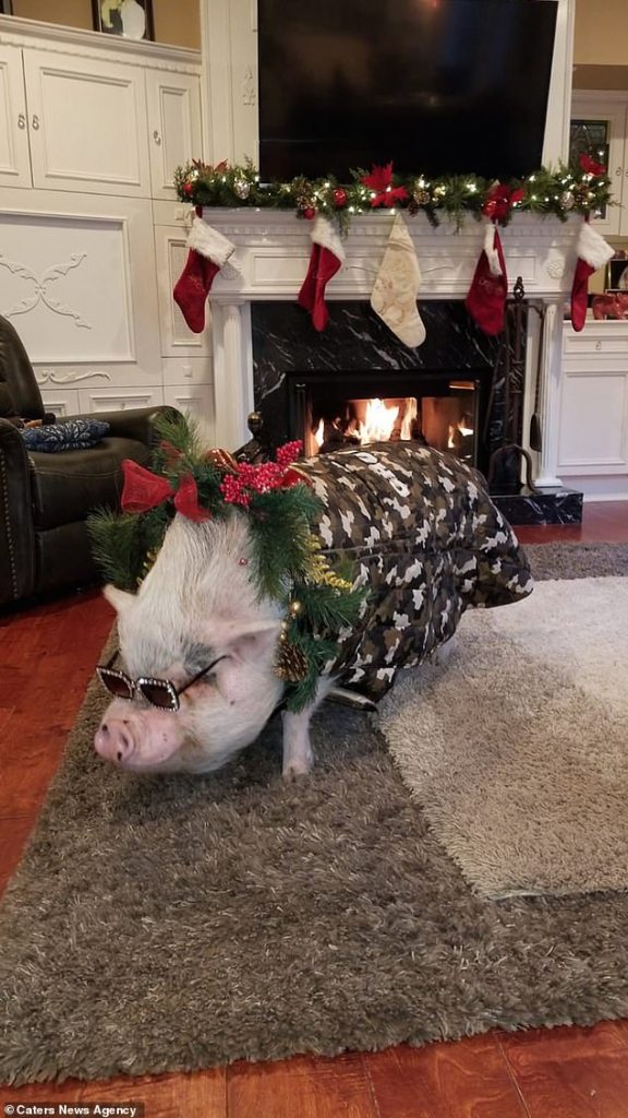 Американка потратила почти $700, чтобы отпраздновать пятилетие своей свиньи Чуи, пережившей страшные пожары в Калифорнии 1