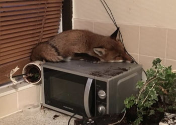 Устал: лис, забравшийся в кухню дома на окраине Лондона, заснул на микроволновке