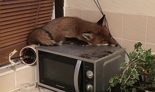 Устал: лис, забравшийся в кухню дома на окраине Лондона, заснул на микроволновке