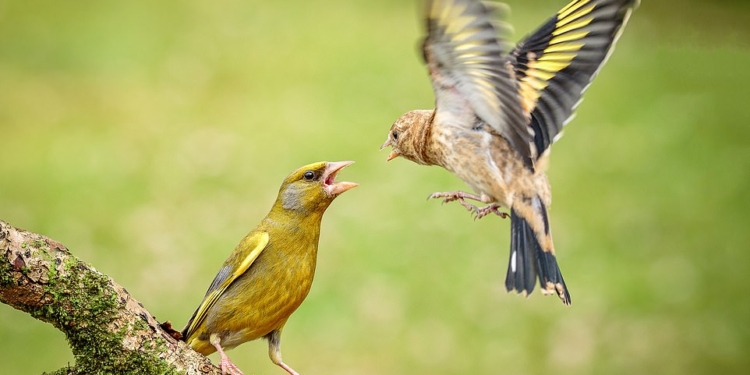Это просто красиво: какие фотографии дикой природы победили на конкурсе Wild World