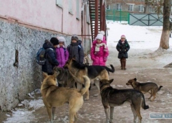 В Николаеве бездомная собака покусала 10-летнего ребенка