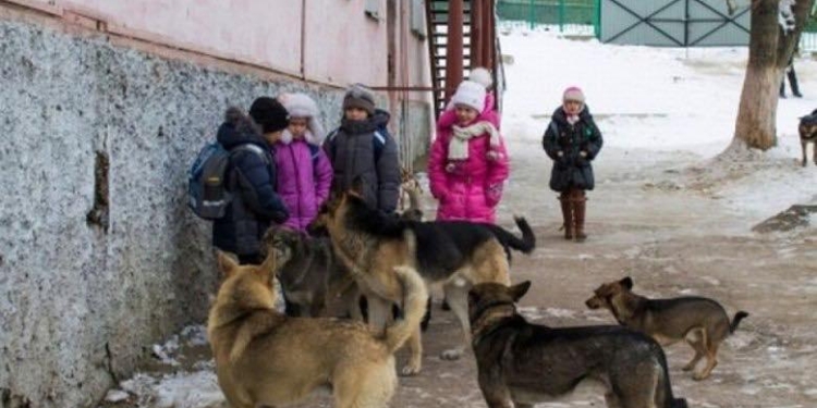 В Николаеве бездомная собака покусала 10-летнего ребенка
