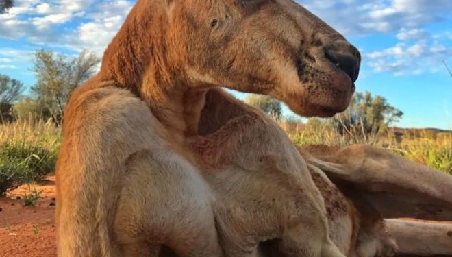 В Австралии умер известный кенгуру-великан Роджер