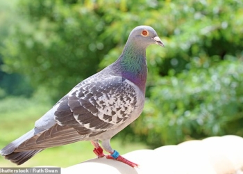 Чиновники испанского города переселят 5 тысяч голубей в сельскую местность, потому что житья от них нет