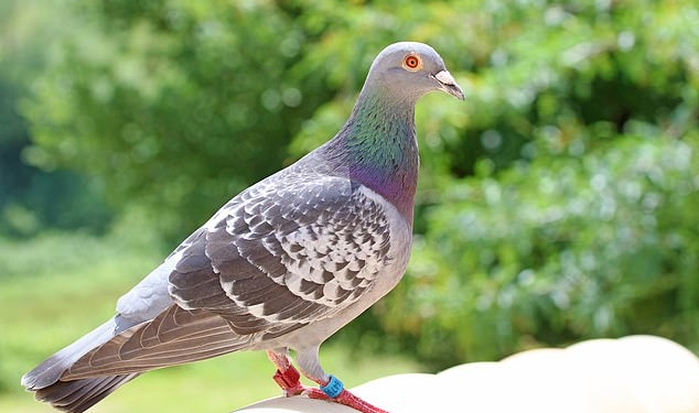 Чиновники испанского города переселят 5 тысяч голубей в сельскую местность, потому что житья от них нет