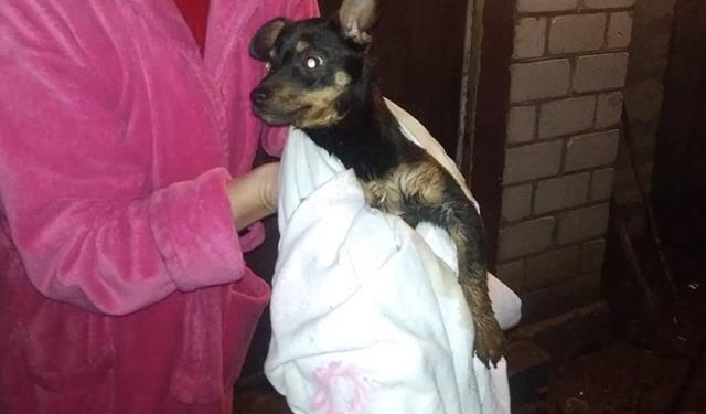 Спасатели Николаевщины достали щенка, провалившегося в отверстие уличного туалета