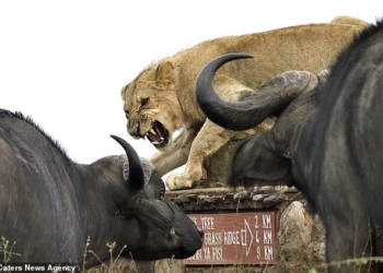 Когда пошел за шерстью, а вернулся стриженым: в Африке молодой лев оказался в окружении водяных буйволов