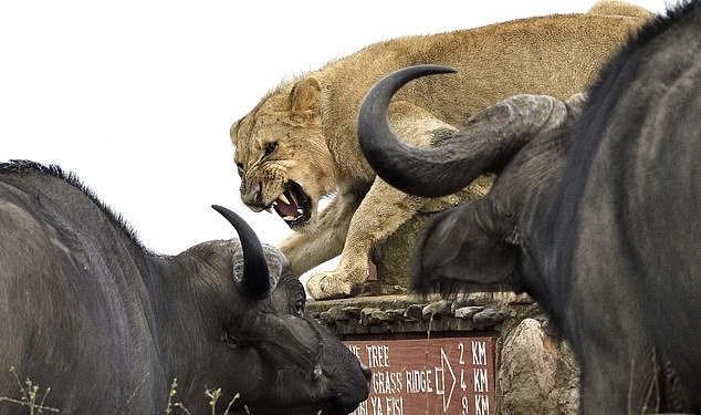 Когда пошел за шерстью, а вернулся стриженым: в Африке молодой лев оказался в окружении водяных буйволов