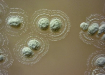 В Ирландии нашли бактерию, которая побеждает суперинфекции