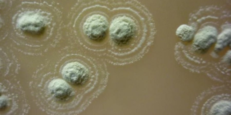 В Ирландии нашли бактерию, которая побеждает суперинфекции