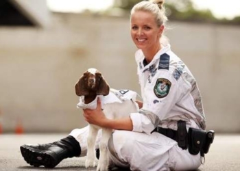 В Австралии коллектив полиции пополнился козлом