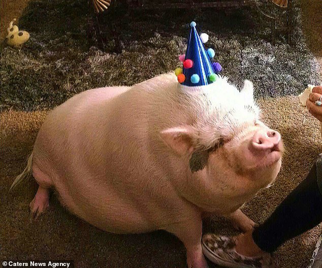 Американка потратила почти $700, чтобы отпраздновать пятилетие своей свиньи Чуи, пережившей страшные пожары в Калифорнии 3