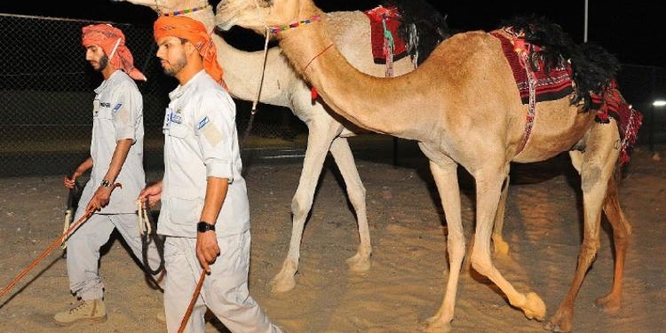По городам и пустыне. В Эмиратах полиция пересела на верблюдов