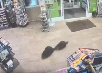 Бобры сходили в магазин: ничего не выбрали, но на видео попали