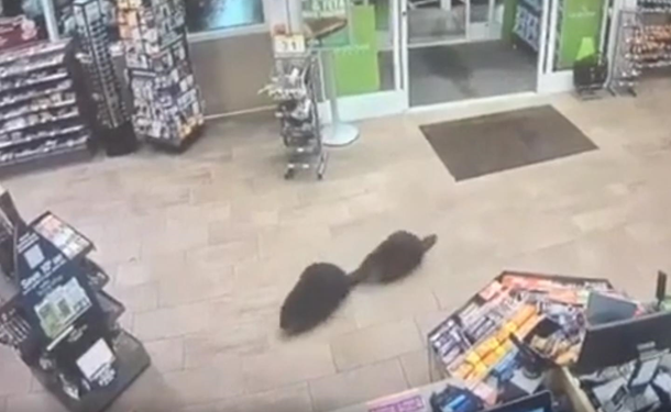 Бобры сходили в магазин: ничего не выбрали, но на видео попали
